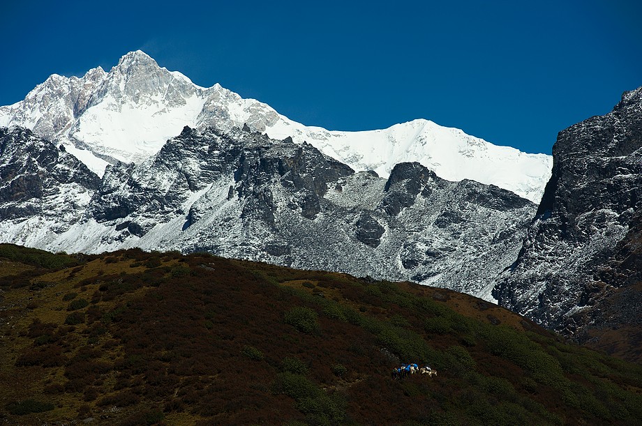 Gdzieś między Dzongri La a Thangsing (Goecha La trek)